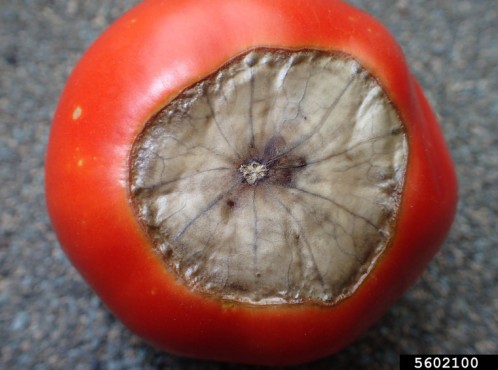 Blossom end rot tomato picture .jpg